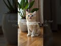 Cat Pee The #1 Mistake That Makes It WORSE