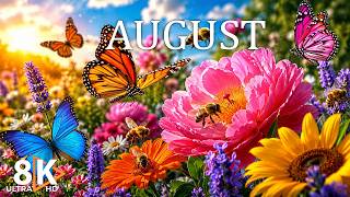 August 2026 – Colorful Flower Fields in 8K 🌼 Butterflies, Bees & Calm Summer Nature