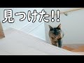 寂しくて大声で鳴いてる猫がパパを見つけたらこうなりました