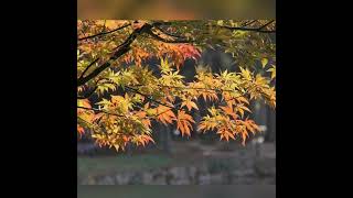 I Dont Like To Sleep Alone  Richard Clayderman 