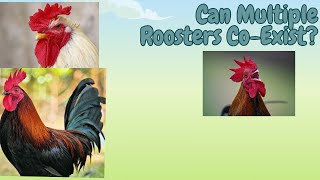 Can Multiple Roosters Co-Exist In A Flock?