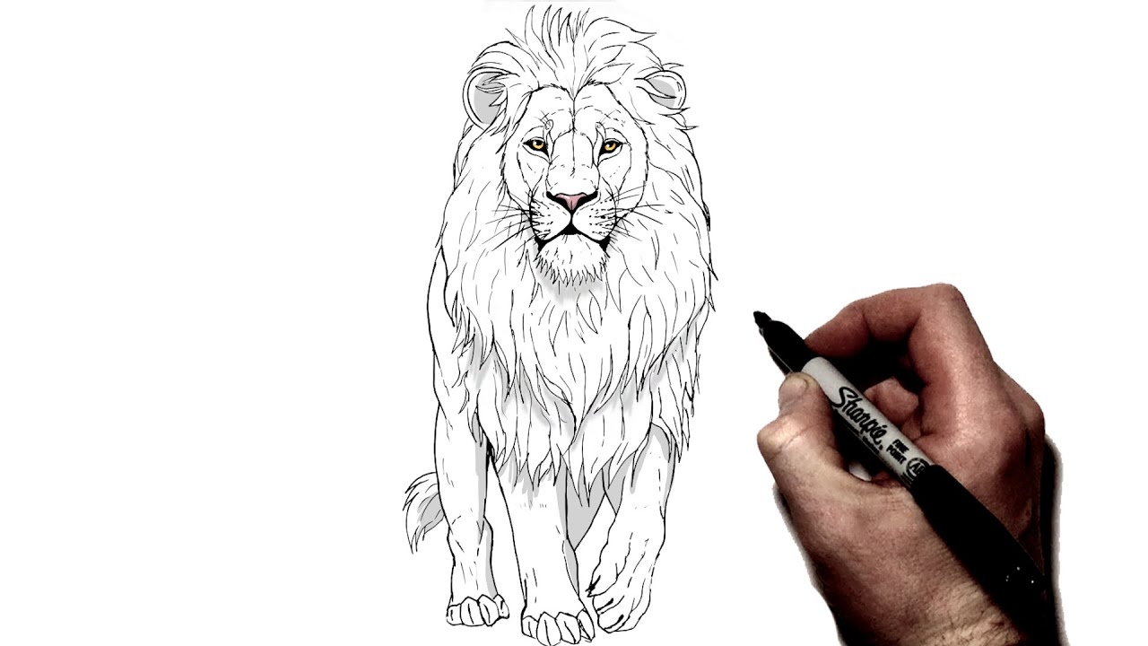 How To Draw A Lion Walking | Step By Step | - YouTube