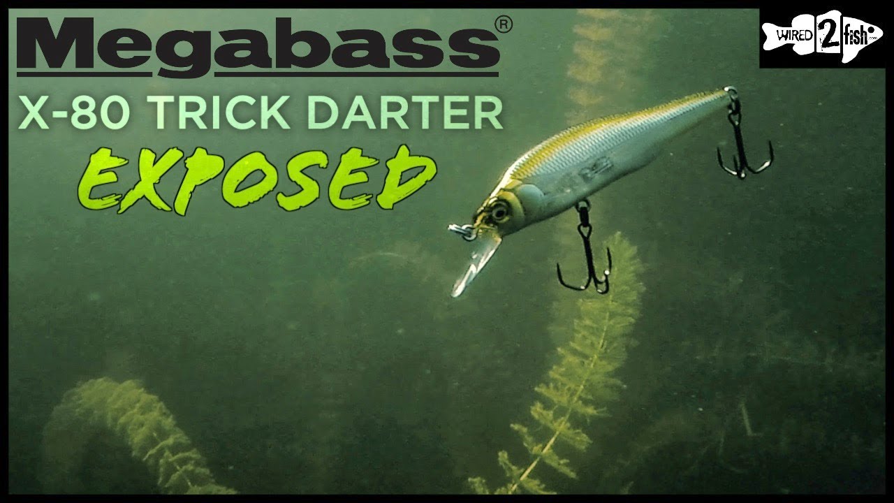 A Look at the Megabass X-80 Trick Darter 