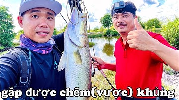 Câu chẽm (vược) thiên nhiên | giao lưu cùng Anh Toán Nhà Quê Phần 2