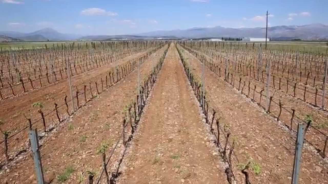 SAVJET NEDJELJE Zaštita vinove loze