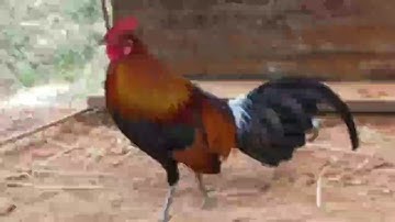 suab qaib qus 100%cuab tuaj zoo heev