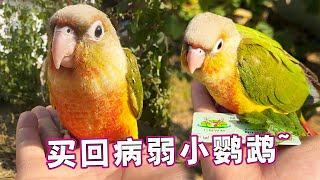 Hua 700 bought a pineapple parrot, but before she was weaned, she was super clingy [a dream in the