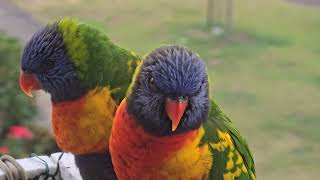 31 мая – всемирный день попугая . Кто прилетел на балкон ? Элла Австралия