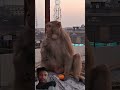 #funny #monkey #comedy #cute #cat #youtubeshorts #video