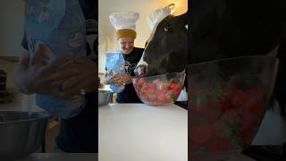 Trying to make strawberry shortcake with Bruce! #cow #brucethecow #farm #animals