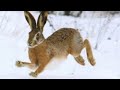 Удачная Охота на зайца русака с мр 155