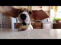 Video №3 Приключения собаки породы Бигль триколор