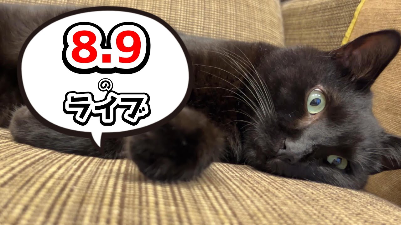 猫の質問答えます！】猫好き集合ライブ！ - YouTube