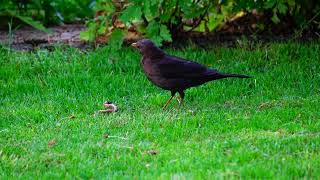 Amsel/ Schwarzdrossel mit Regenwurm mai 2024