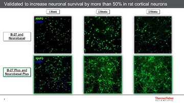 Improved Neuronal Performance with the Gibco B-27 Plus Culture System