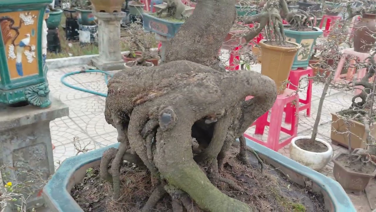 Nhộn nhịp mùa xuân cùng NHỰT.