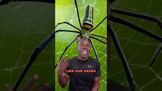 Do you really swallow spiders in your sleep? Truth or Trash Episode 132 #biology