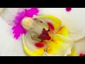 Орхидеи С НАЗВАНИЯМИ в Леруа Мерлен 💮💐 от JMP 😊.  Скоро ЛЕТО 💮💐😊  . Цены от 555 до 650 рублей!!!