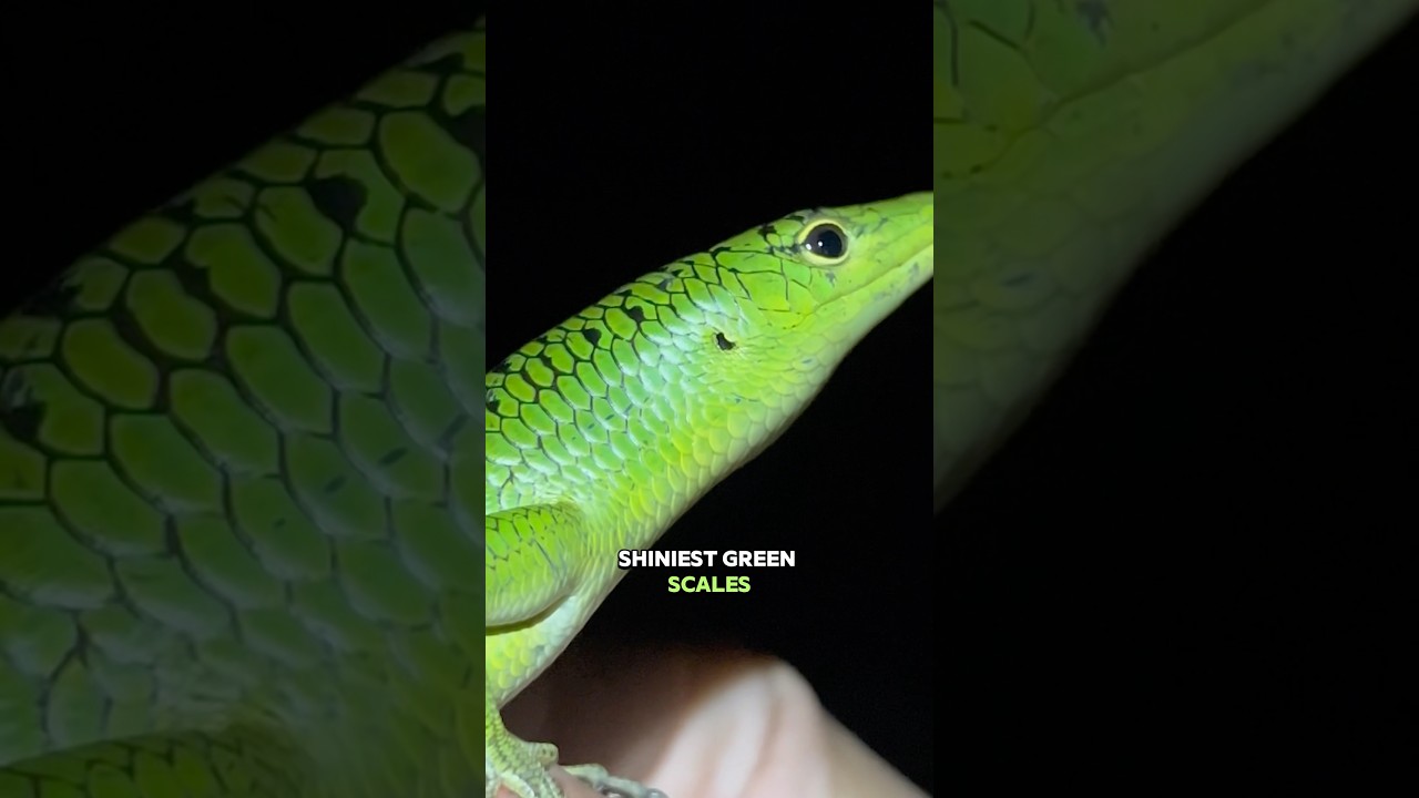 Finding every Creature in Indonesia pt. 1