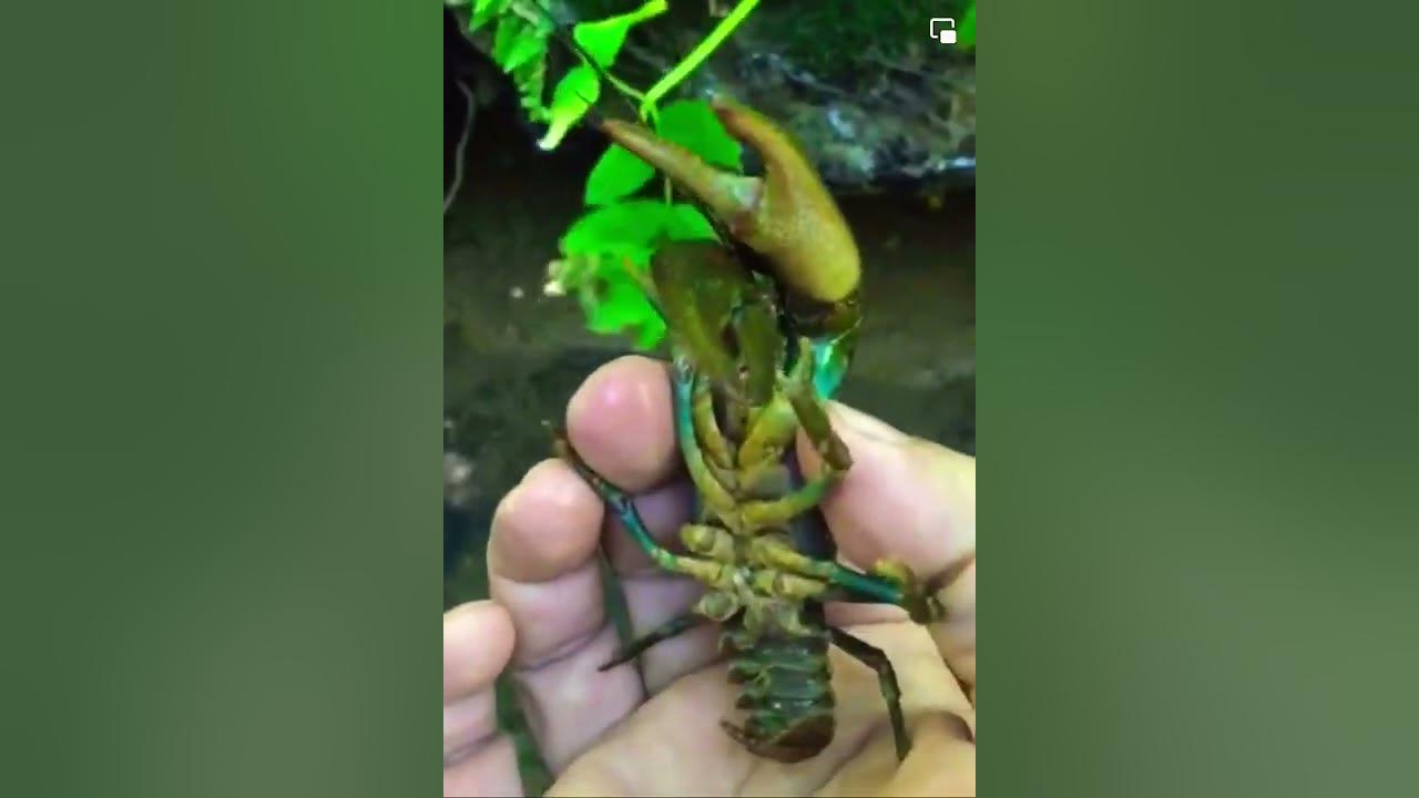 Речни рак -Astacus astacus је животињска врста класе ракова -Crustacea ...