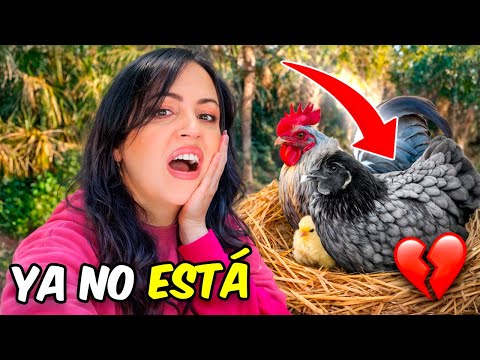 The Hawk Takes Mama Kikiriki Away 😫 Sandra Cires Vlog