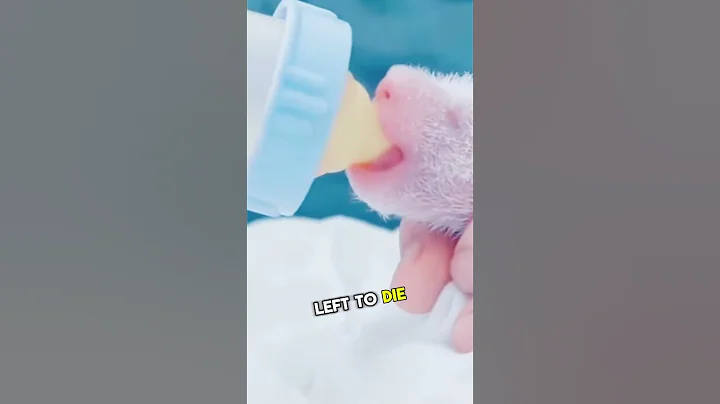 The Cruel Truth Behind Maternal Love How Zookeepers Save Weak Panda Cubs #shortsfeed #shortsviral