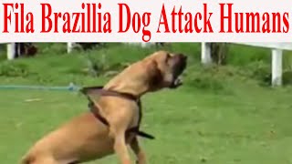 Fila brazillia dog attack 2021 Dangerous dog in the | Dangerous dog breeds 2021 YouTube