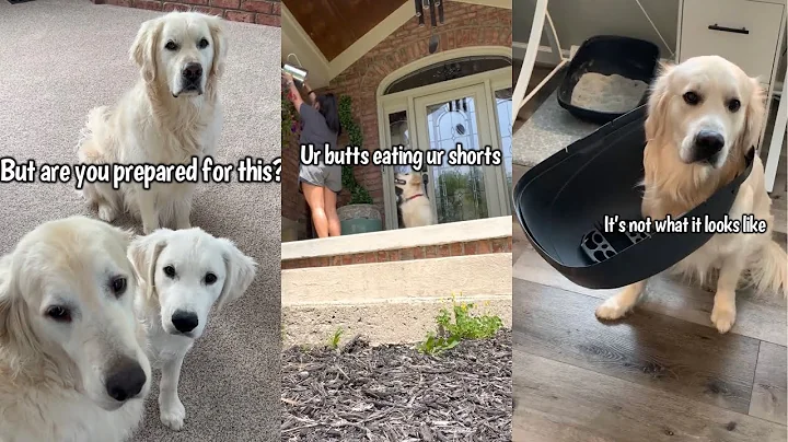 Think You Want A Golden Retriever? Are You Prepared For This?