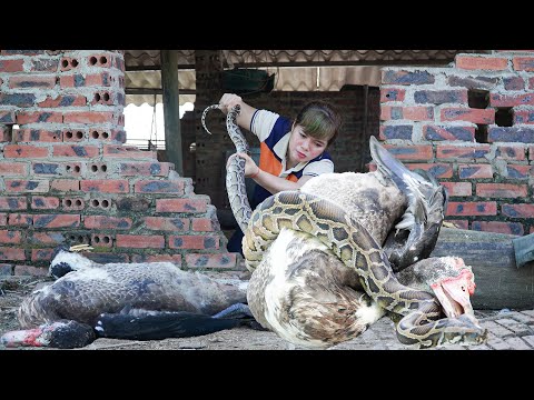 A GIANT PYTHON Attacked a DUCK Farm - Terrified When Discovered - Free New Life