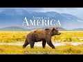 Animals of America 4K - Scenic Wildlife Film With Calming Music