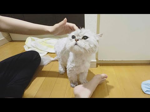 【ペルシャ猫】お風呂に入ってさっぱりした猫がご褒美のおやつをもらえて大満足したご様子です！