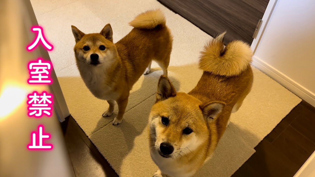 Confused Shiba Inu Banned from the Bedroom After a Midnight