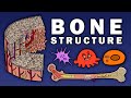 The Intricate Structure and Functions of Human Bones