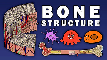 BONE STRUCTURE