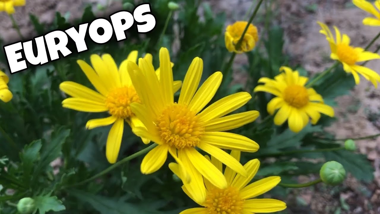 Flowerbed with Euryops Pectinatus And Re-potting baby Acanthus! 🌻