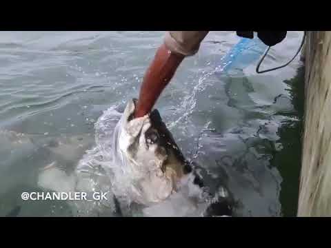 Feeding Tarpon with my hands, feet, & FACE! - YouTube