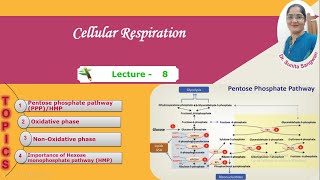 Pentose Phosphate Pathway (PPP)/ Hexose monophosphate shunt (HMP)