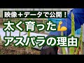 【種からのアスパラガス栽培】初収穫で太さも量も好結果！その裏にあった5つの管理作業とは？（本気で始める人向け）