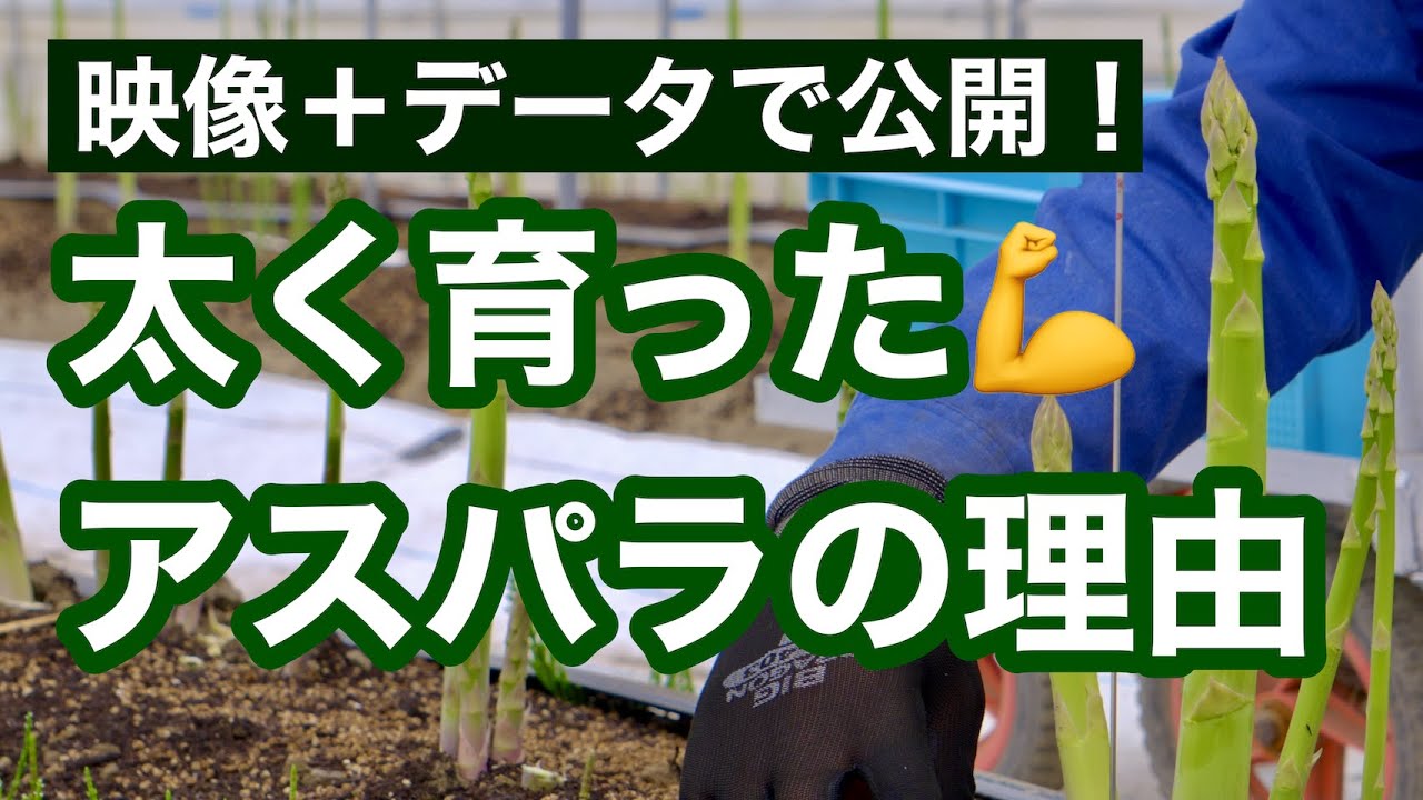 【種からのアスパラガス栽培】初収穫で太さも量も好結果！その裏にあった5つの管理作業とは？（本気で始める人向け）