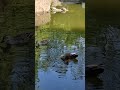 公園のアヒル🦆🦆 #ducks #birds #nature #relax #turtle #japan #urawa
