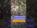من مدينة إلى أنقاض صور فضائية توثق محو أحياء كاملة في منطقتي بنت جبيل والخيام بالجنوب اللبناني