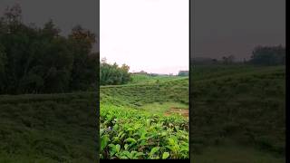 সুন্দরের লীলাভূমি সিলেটের মাটি Sylhet tea garden #sylhetivlog #banglivlog #viralshorts
