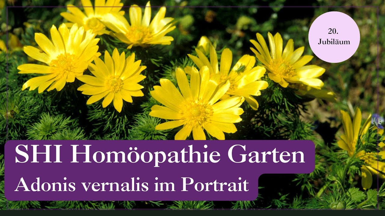 Adonis vernalis – Mythos, Prüfung & Wirkung aufs Herz 💛 | SHI Homöopathie Garten