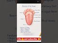 👅 Structure of Tongue Explained | Anatomy Made Easy 🧠✨ #Shorts #Anatomy #medical shorts