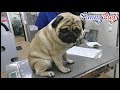 《超ブサかわパグ動画》 うちのパグ 病院嫌いが治った犬は、診察が終わっても帰ろうしません(笑)朗報 病院嫌いを克服したようなんです。『おまめ日記』 悲報 皮膚病になっていました。