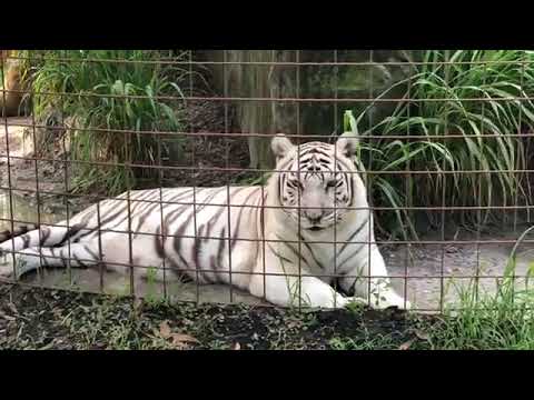 cheetah running speed Mamma Becky Feeds Tigers