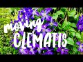 moving a clematis on How to Grow a Garden with Scarlett