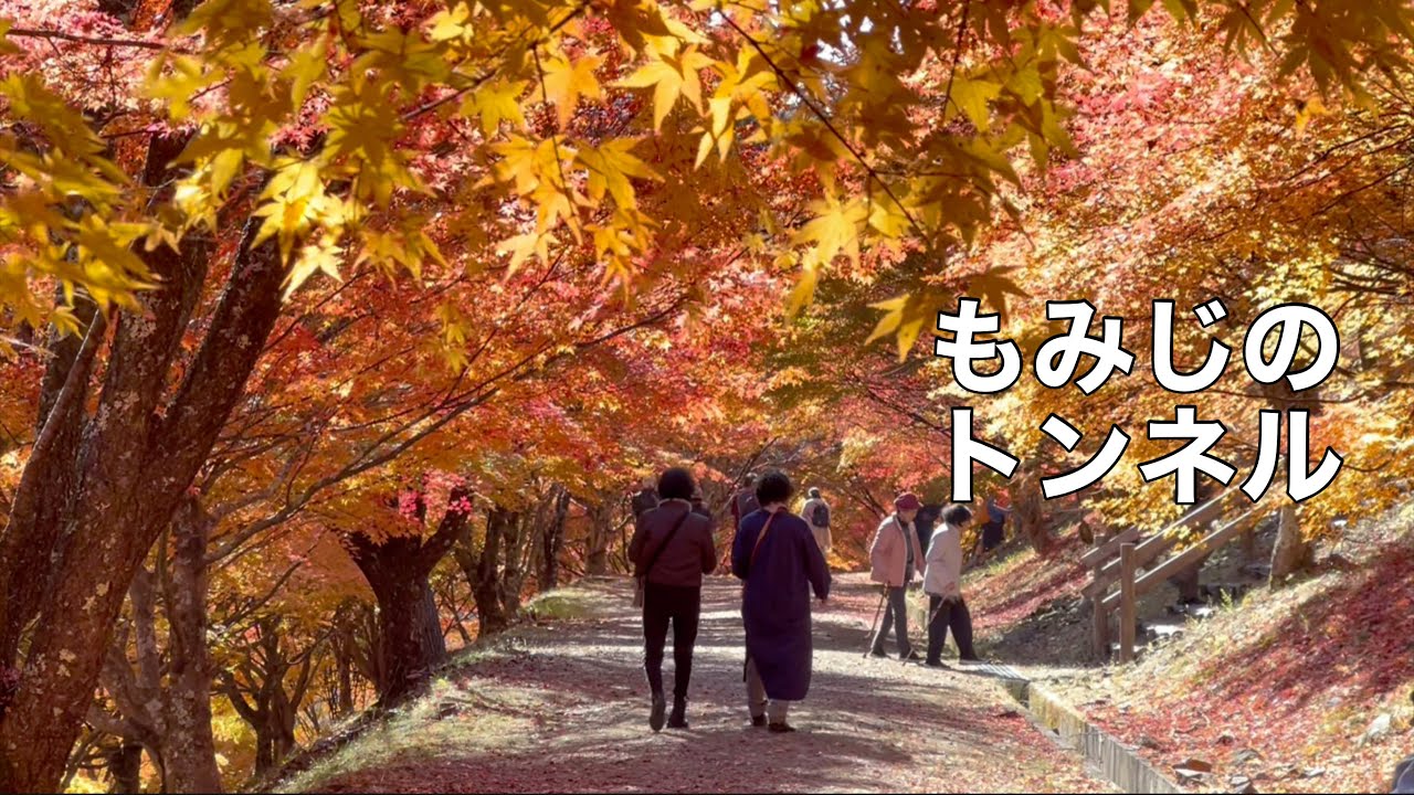 箕輪ダム　もみじ湖　（2024/11/13）