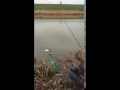 Crap prins la Feeder pe Balta Mariuta 3  !!!   11 Martie  2017