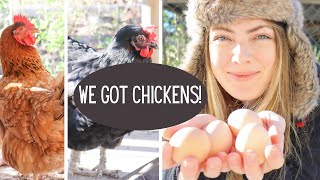 FINALLY! We got Chickens!!!